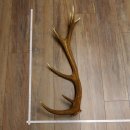 Rothirsch Stange 14 ender Gewicht 2,01 kg Länge 84...