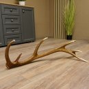 Rothirsch Stange 14 ender Gewicht 2,01 kg Länge 84 cm Hirsch Abwurfstange 71.1.159