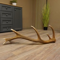 Rothirsch Stange 14 ender Gewicht 2,01 kg Länge 84 cm Hirsch Abwurfstange 71.1.159