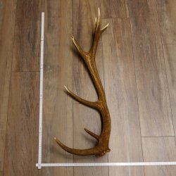 Rothirsch Stange 14 ender Gewicht 2,01 kg Länge 84 cm Hirsch Abwurfstange 71.1.159