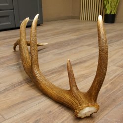 Rothirsch Stange 14 ender Gewicht 2,01 kg Länge 84 cm Hirsch Abwurfstange 71.1.159