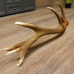 Rothirsch Stange 14 ender Gewicht 2,01 kg Länge 84 cm Hirsch Abwurfstange 71.1.159