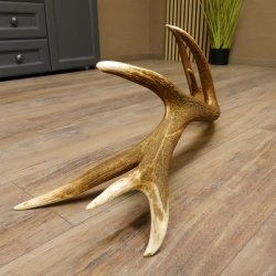 Rothirsch Stange 14 ender Gewicht 2,01 kg Länge 84 cm Hirsch Abwurfstange 71.1.159