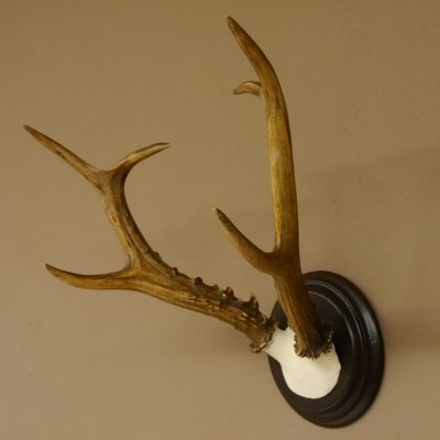 Rehbock sibirischer Bock Geweih Höhe 28 cm Trophäenschild