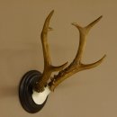Rehbock sibirischer Bock Geweih Höhe 28 cm Trophäenschild