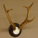 Rehbock sibirischer Bock Geweih Höhe 28 cm Trophäenschild