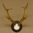 Rehbock sibirischer Bock Geweih Höhe 28 cm Trophäenschild