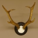 Rehbock sibirischer Bock Geweih Höhe 28 cm Trophäenschild