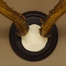 Rehbock sibirischer Bock Geweih Höhe 28 cm Trophäenschild