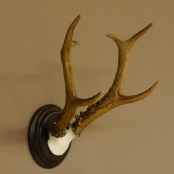 Rehbock sibirischer Bock Geweih Höhe 28 cm Trophäenschild