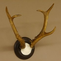 Rehbock sibirischer Bock Geweih Höhe 28 cm Trophäenschild