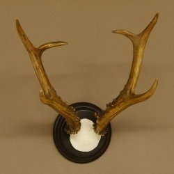 Rehbock sibirischer Bock Geweih Höhe 28 cm Trophäenschild