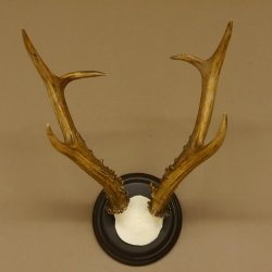 Rehbock sibirischer Bock Geweih Höhe 28 cm Trophäenschild