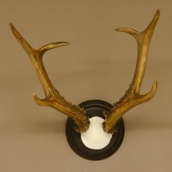 Rehbock sibirischer Bock Geweih Höhe 28 cm Trophäenschild