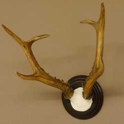 Rehbock sibirischer Bock Geweih Höhe 28 cm Trophäenschild