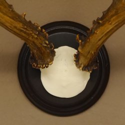 Rehbock sibirischer Bock Geweih Höhe 28 cm Trophäenschild
