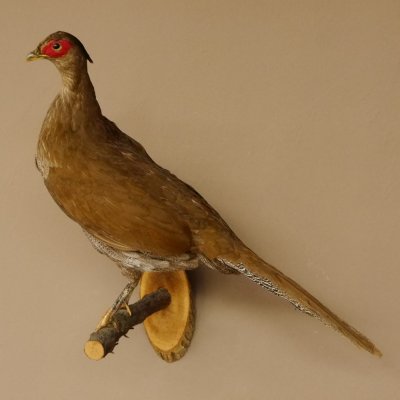 Silberfasan Henne Vogel Präparat präpariert Tierpräparat frei handelbar 90.4.49