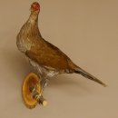 Silberfasan Henne Vogel Präparat präpariert Tierpräparat frei handelbar 90.4.49