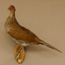 Silberfasan Henne Vogel Präparat präpariert Tierpräparat frei handelbar 90.4.49
