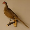 Silberfasan Henne Vogel Präparat präpariert Tierpräparat frei handelbar 90.4.49