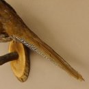 Silberfasan Henne Vogel Präparat präpariert Tierpräparat frei handelbar 90.4.49