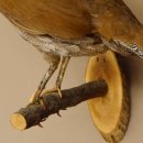 Silberfasan Henne Vogel Präparat präpariert Tierpräparat frei handelbar 90.4.49