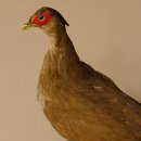 Silberfasan Henne Vogel Präparat präpariert Tierpräparat frei handelbar 90.4.49