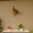 Silberfasan Henne Vogel Präparat präpariert Tierpräparat frei handelbar 90.4.49