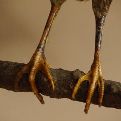 Silberfasan Henne Vogel Präparat präpariert Tierpräparat frei handelbar 90.4.49