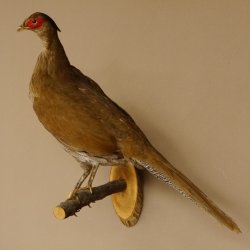 Silberfasan Henne Vogel Präparat präpariert Tierpräparat frei handelbar 90.4.49