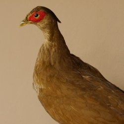 Silberfasan Henne Vogel Präparat präpariert Tierpräparat frei handelbar 90.4.49