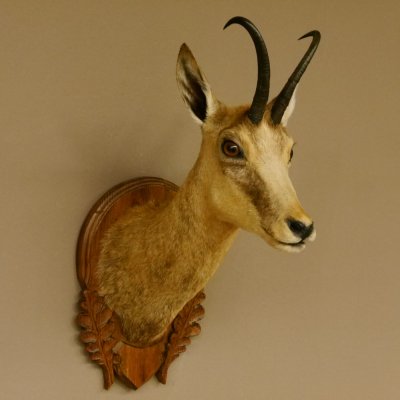 Gamsbock Geiß Gamshaupt Gams Gemse Schlauchlänge 20,6 cm Kopf Präparat Haupt auf Trophäenschild 85.13.63
