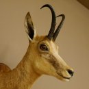 Gamsbock Geiß Gamshaupt Gams Gemse Schlauchlänge 20,6 cm Kopf Präparat Haupt auf Trophäenschild 85.13.63