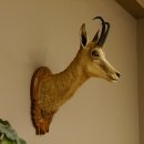 Gamsbock Geiß Gamshaupt Gams Gemse Schlauchlänge 20,6 cm Kopf Präparat Haupt auf Trophäenschild 85.13.63