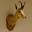 Gamsbock Geiß Gamshaupt Gams Gemse Schlauchlänge 20,6 cm Kopf Präparat Haupt auf Trophäenschild 85.13.63