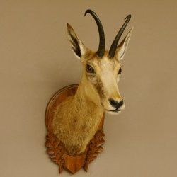 Gamsbock Geiß Gamshaupt Gams Gemse Schlauchlänge 20,6 cm Kopf Präparat Haupt auf Trophäenschild 85.13.63
