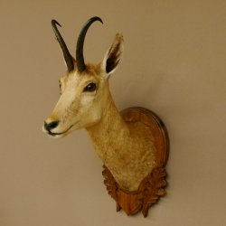 Gamsbock Geiß Gamshaupt Gams Gemse Schlauchlänge 20,6 cm Kopf Präparat Haupt auf Trophäenschild 85.13.63