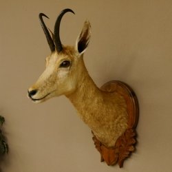 Gamsbock Geiß Gamshaupt Gams Gemse Schlauchlänge 20,6 cm Kopf Präparat Haupt auf Trophäenschild 85.13.63