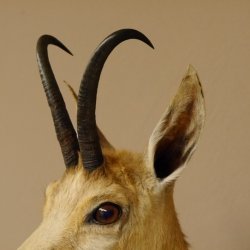 Gamsbock Geiß Gamshaupt Gams Gemse Schlauchlänge 20,6 cm Kopf Präparat Haupt auf Trophäenschild 85.13.63