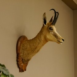 Gamsbock Geiß Gamshaupt Gams Gemse Schlauchlänge 20,6 cm Kopf Präparat Haupt auf Trophäenschild 85.13.63
