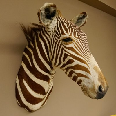 Zebrakopf Greavy seltenes Zebra Grevy mit Genehmigung zum Verkauf 87.100.21