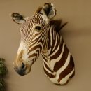 Zebrakopf Greavy seltenes Zebra Grevy mit Genehmigung zum Verkauf 87.100.21