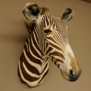 Zebrakopf Greavy seltenes Zebra Grevy mit Genehmigung zum Verkauf 87.100.21
