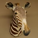 Zebrakopf Greavy seltenes Zebra Grevy mit Genehmigung zum Verkauf 87.100.21
