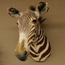 Zebrakopf Greavy seltenes Zebra Grevy mit Genehmigung zum Verkauf 87.100.21
