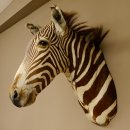 Zebrakopf Greavy seltenes Zebra Grevy mit Genehmigung zum Verkauf 87.100.21