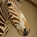 Zebrakopf Greavy seltenes Zebra Grevy mit Genehmigung zum Verkauf 87.100.21