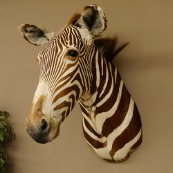 Zebrakopf Greavy seltenes Zebra Grevy mit Genehmigung zum Verkauf 87.100.21