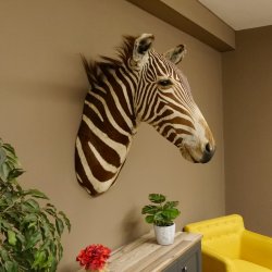 Zebrakopf Greavy seltenes Zebra Grevy mit Genehmigung zum Verkauf 87.100.21