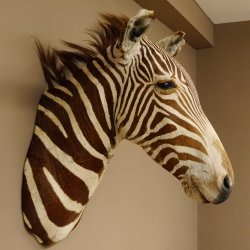 Zebrakopf Greavy seltenes Zebra Grevy mit Genehmigung zum Verkauf 87.100.21